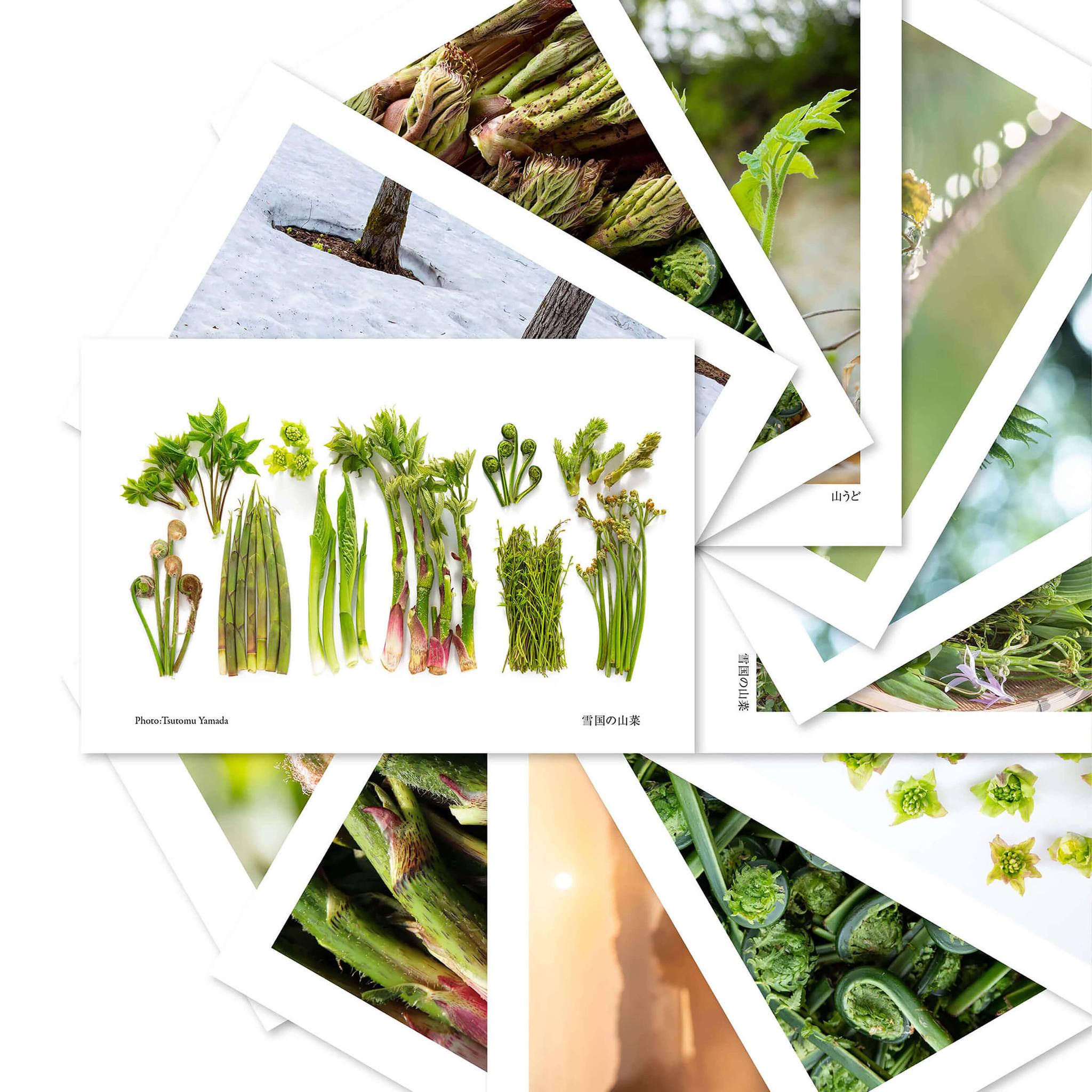 山菜ポストカードセット（6枚入り）1枚目の画像
