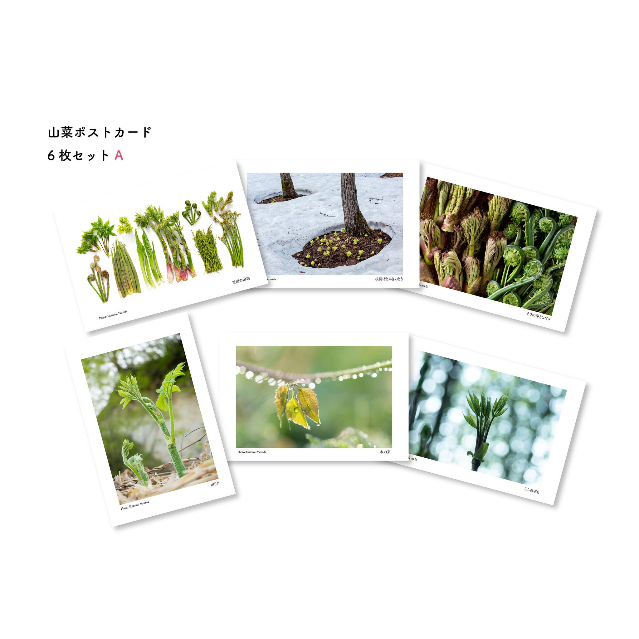 山菜ポストカードセット（6枚入り） | 2枚目