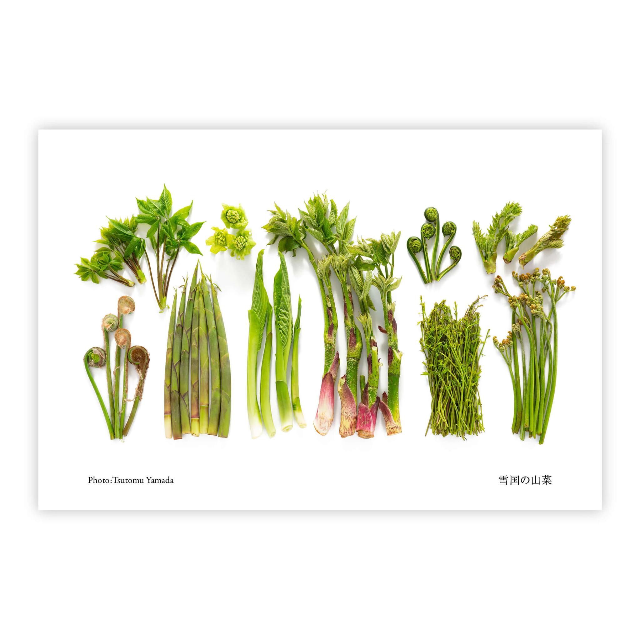 山菜ポストカードセット（6枚入り） | 3枚目