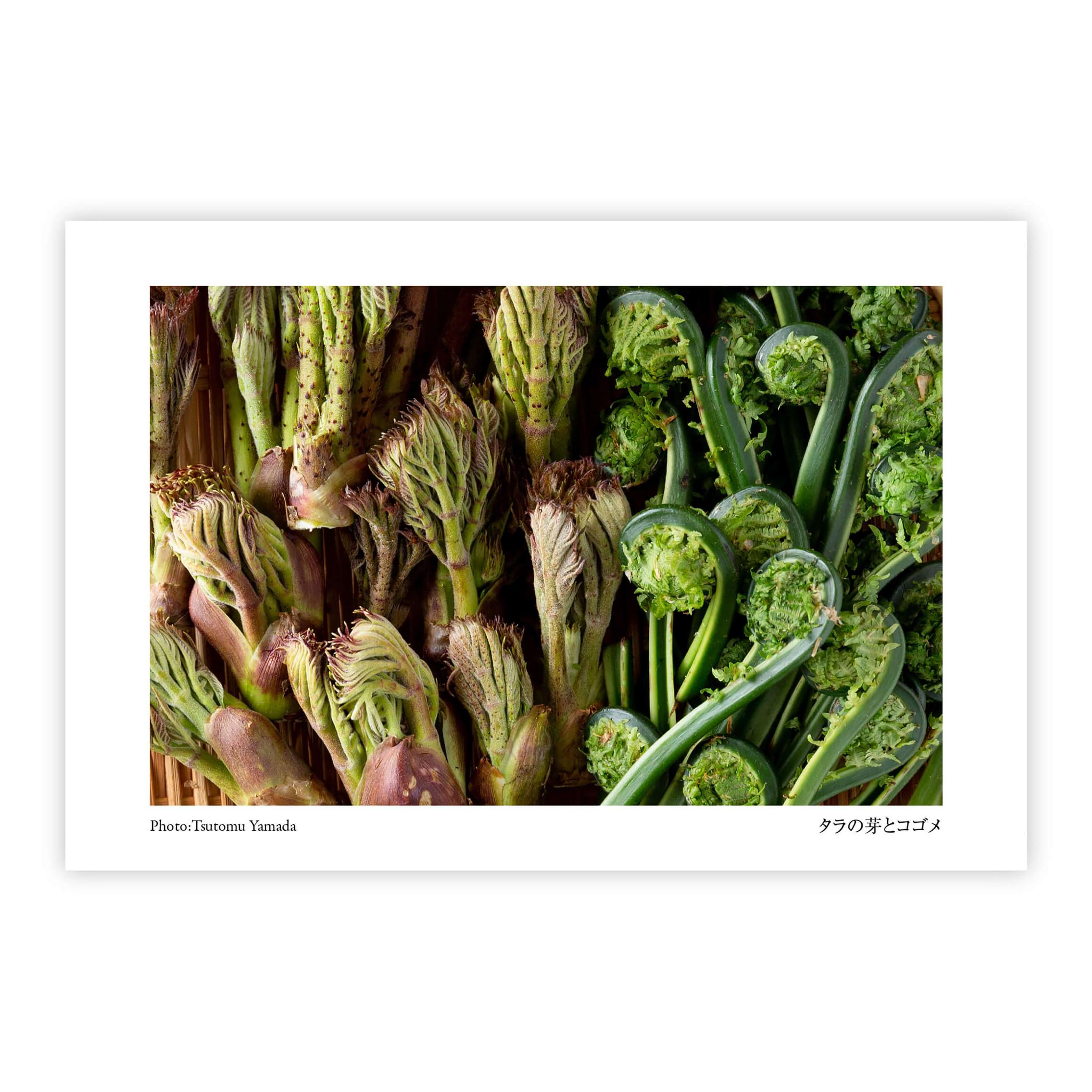 山菜ポストカードセット（6枚入り） | 5枚目