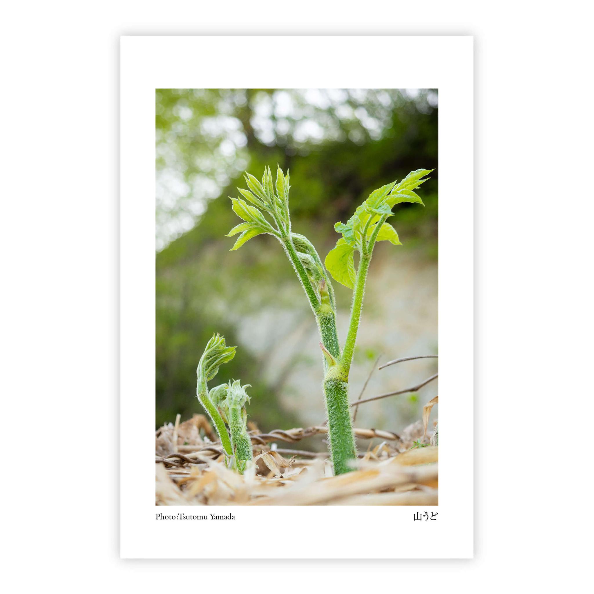 山菜ポストカードセット（6枚入り） | 6枚目