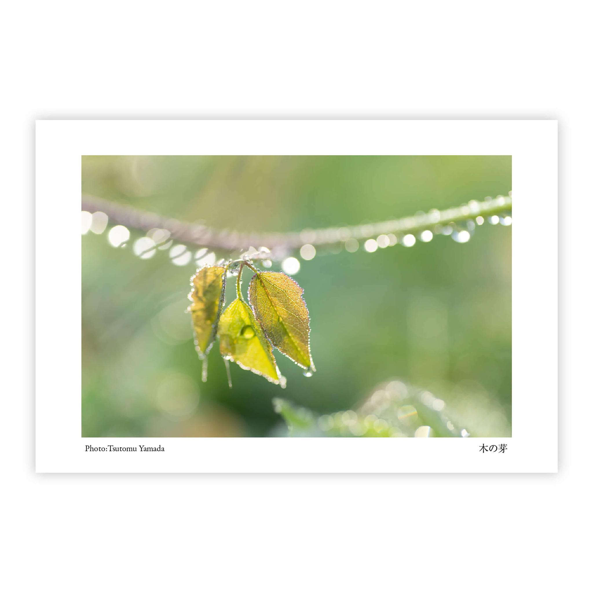 山菜ポストカードセット（6枚入り） | 7枚目