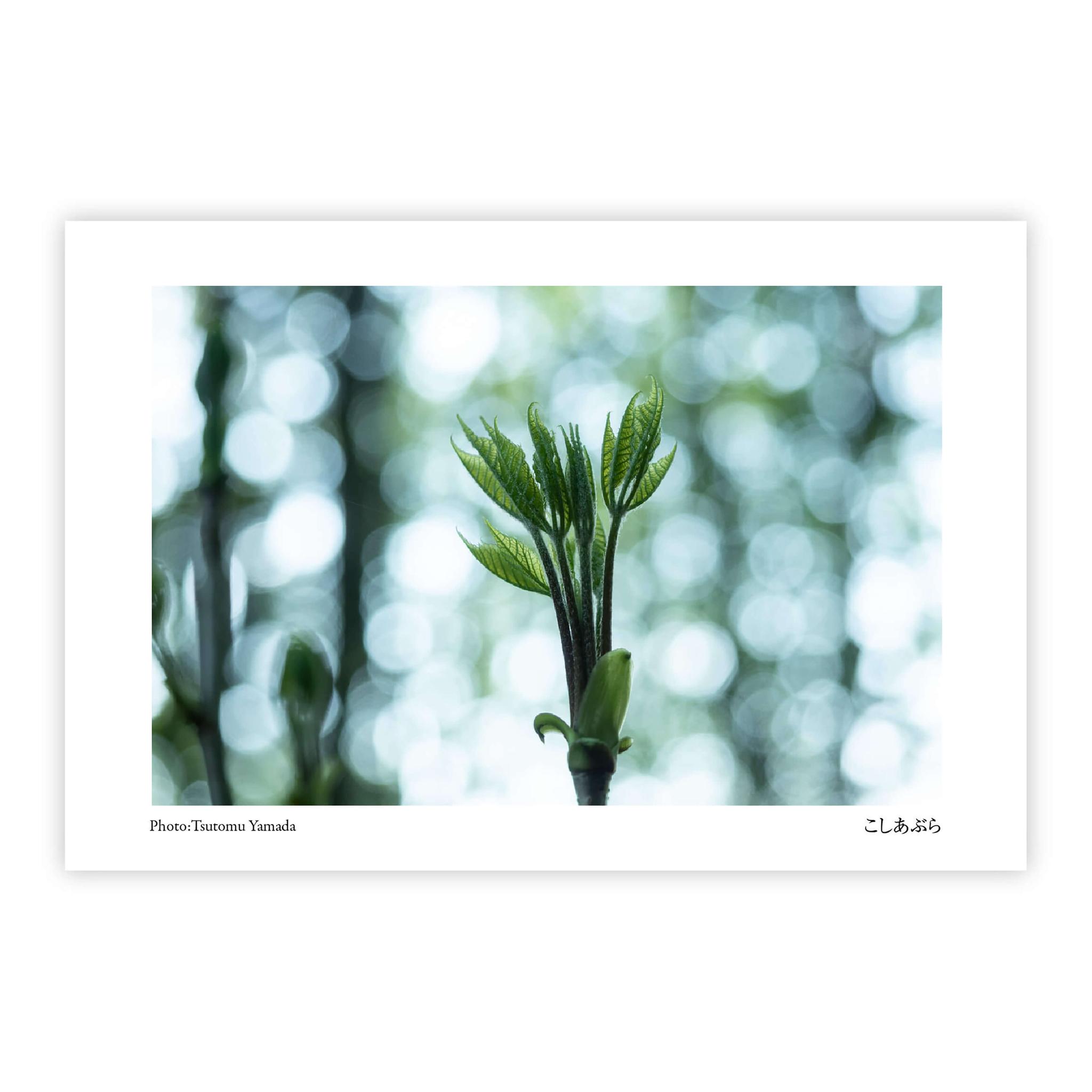 山菜ポストカードセット（6枚入り） | 8枚目