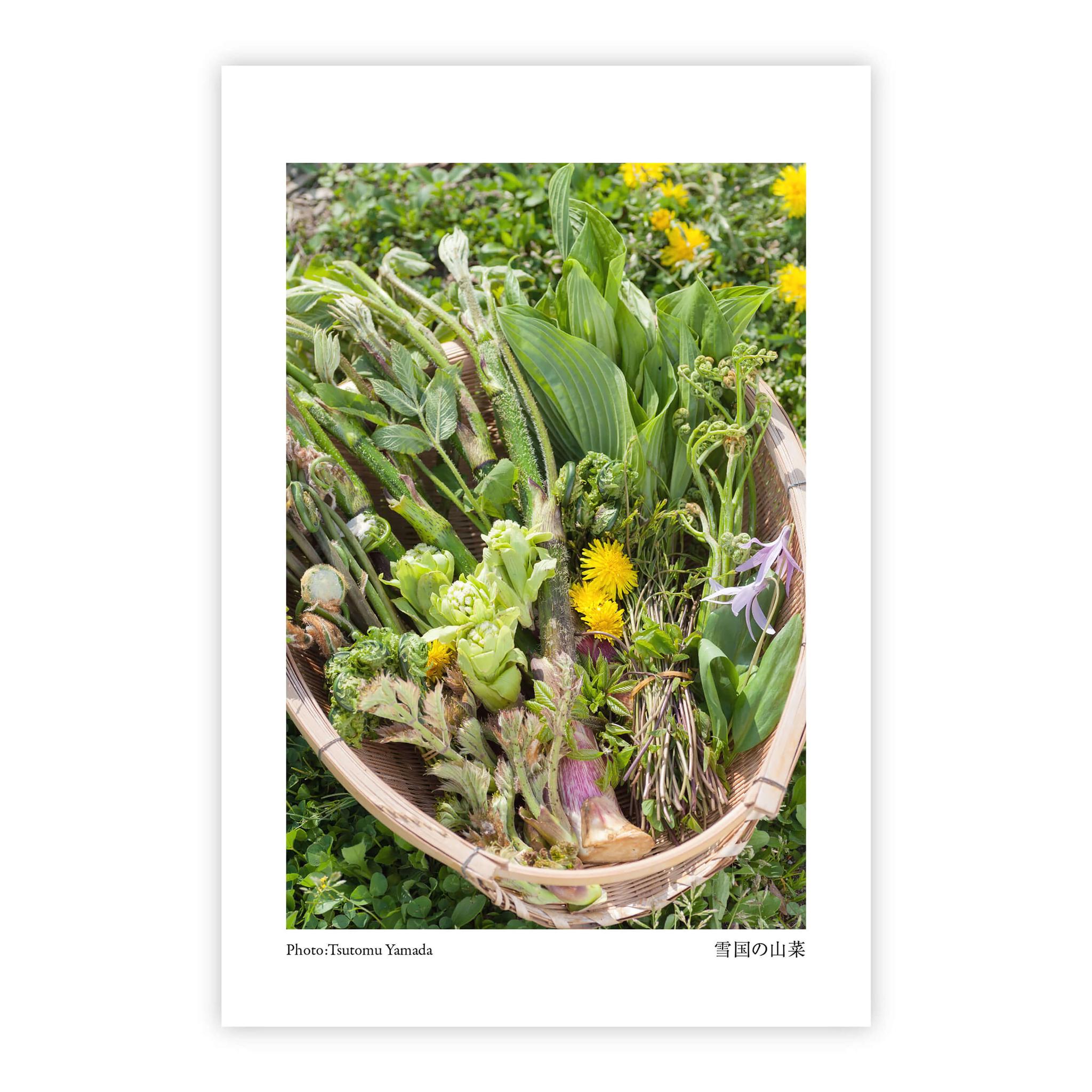 山菜ポストカードセット（6枚入り） | 10枚目