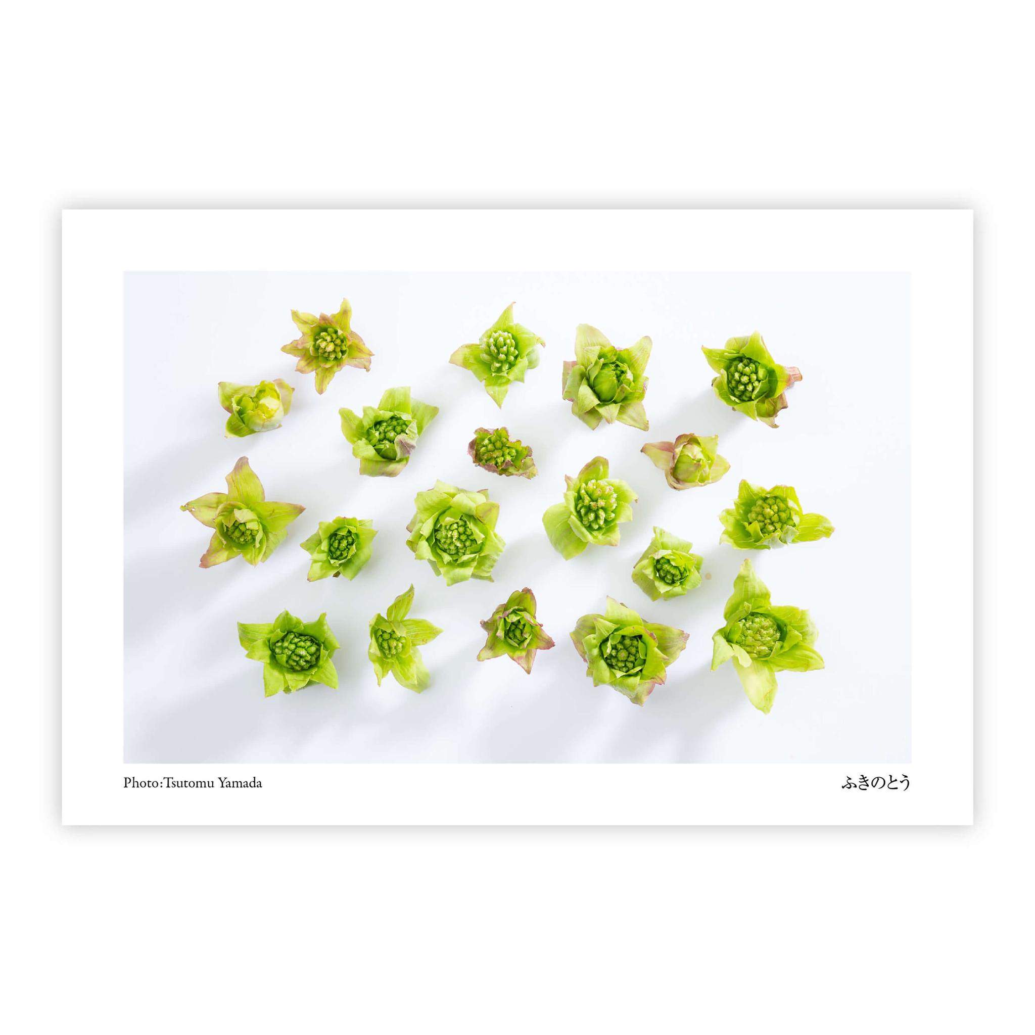 山菜ポストカードセット（6枚入り） | 11枚目