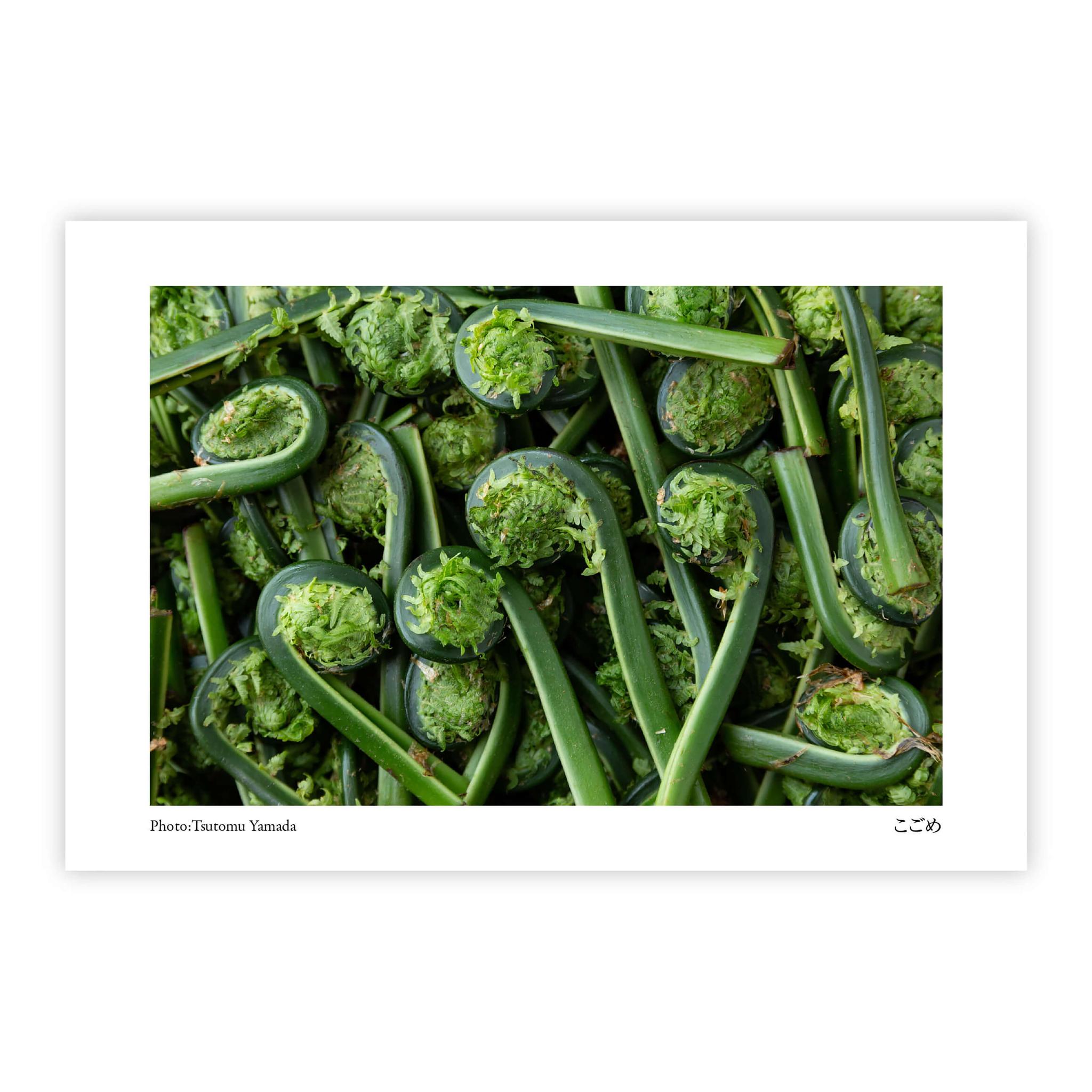 山菜ポストカードセット（6枚入り） | 12枚目