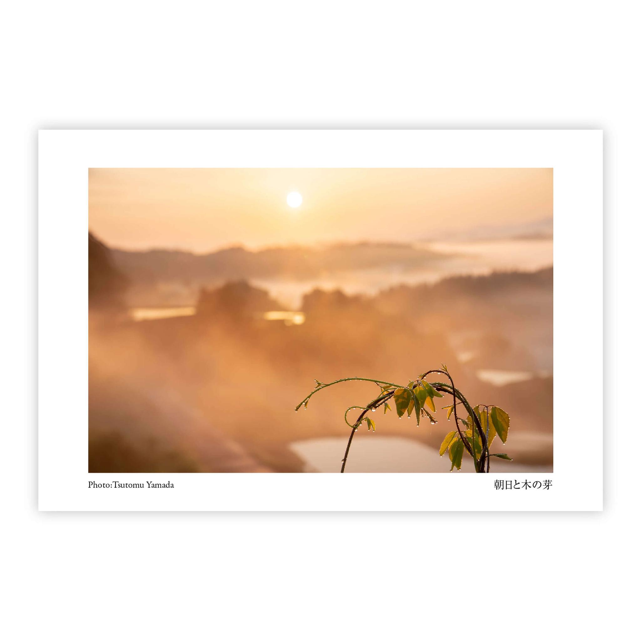 山菜ポストカードセット（6枚入り） | 13枚目