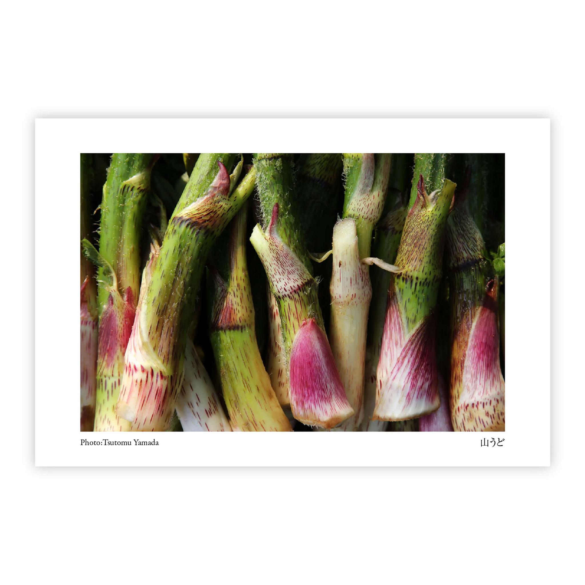 山菜ポストカードセット（6枚入り） | 14枚目