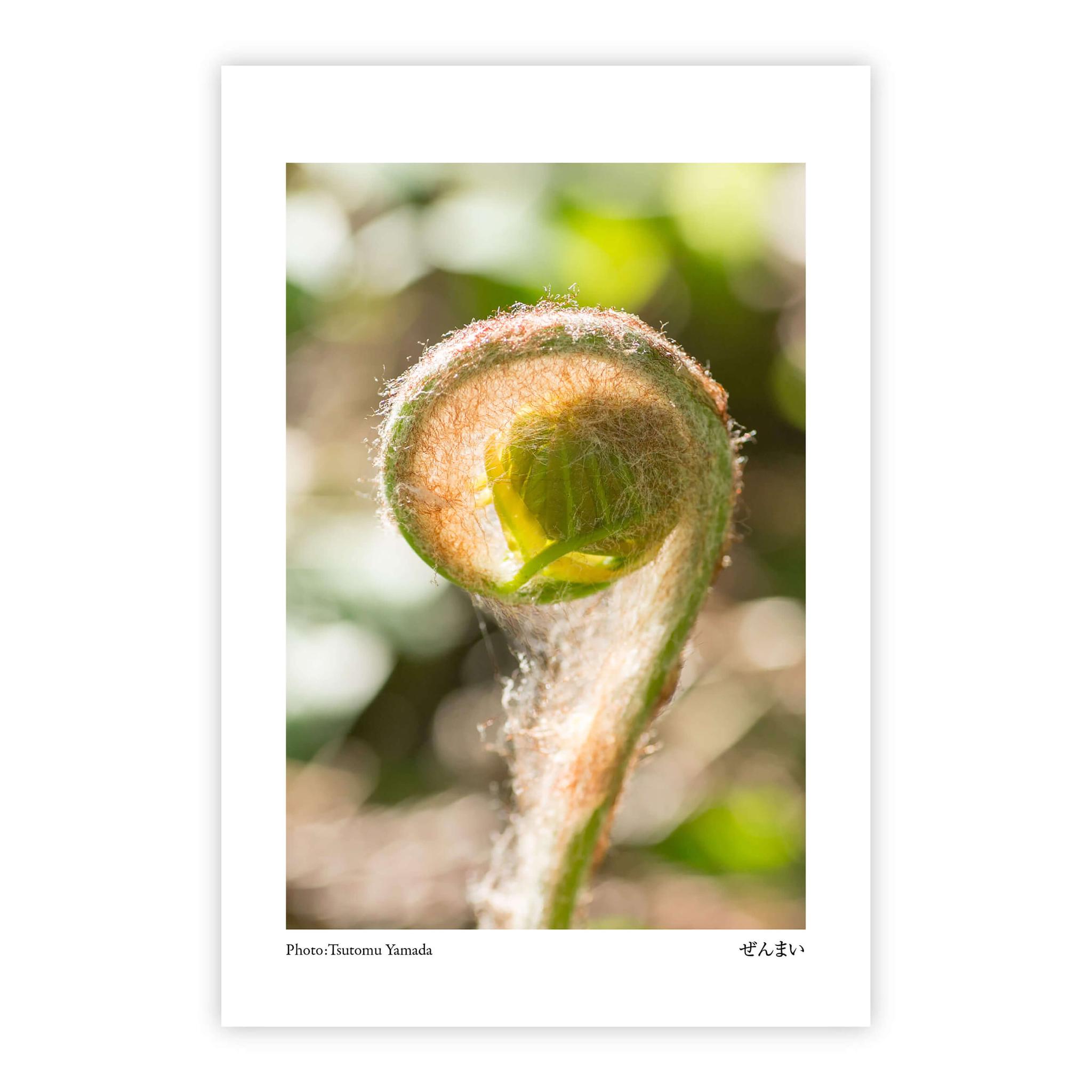 山菜ポストカードセット（6枚入り） | 15枚目